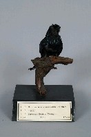 小卷尾藏品圖，第4張
